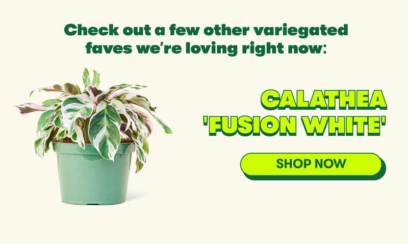 Calathea Fusion White