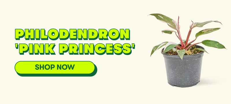 Philodendron Pink Princess
