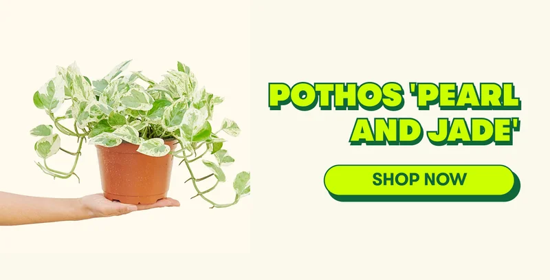Pothos Pearl and Jade