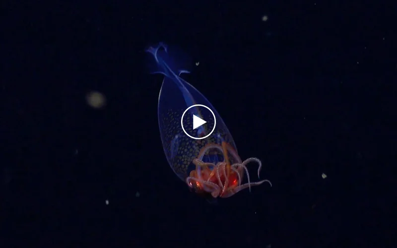 A photo from the first confirmed live observation of the colossal squid, Mesonychoteuthis hamiltoni, in its natural habitat.