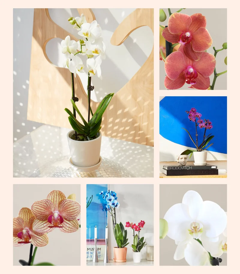 The Sill Orchids