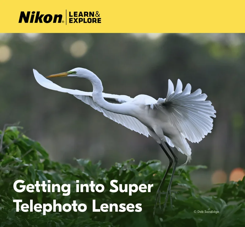 Nikon Learn and Explore | Getting into Super Telephoto Lenses