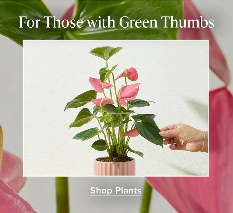 For Those with Green Thumbs. Shop Plants
