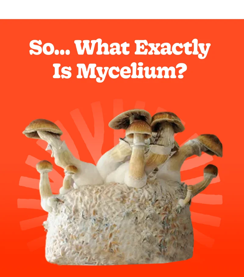 So… What Exactly Is Mycelium?