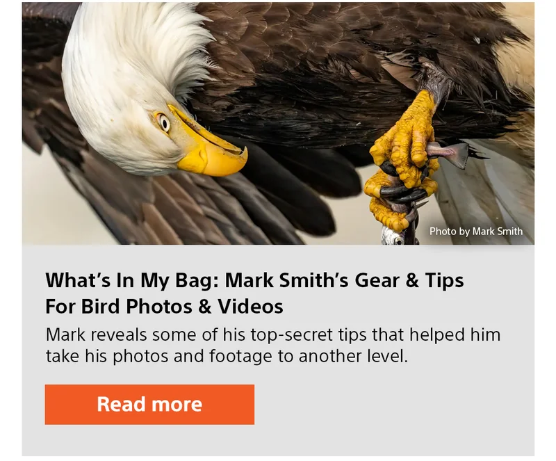 What's In My Bag: Mark Smith's Gear & Tips For Bird Photos & Videos | Read more
