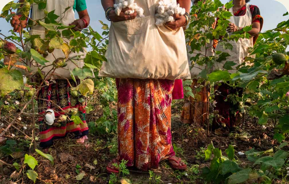 Four people harvesting cotton by hand.