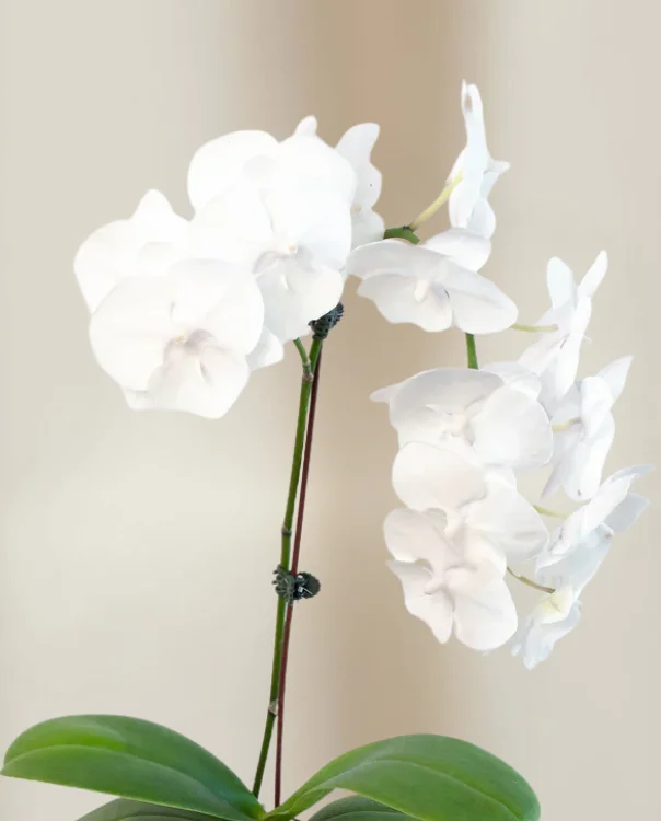 Image of 2 ft White Orchid -  Grow Pot