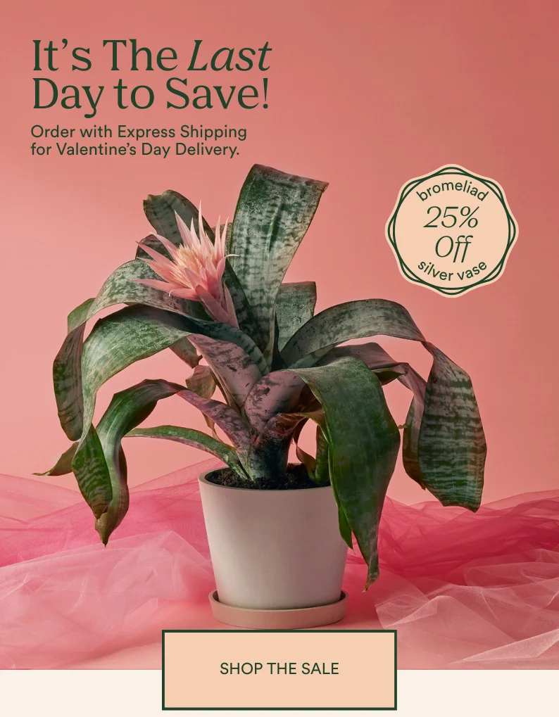 save on valentine's day gifts