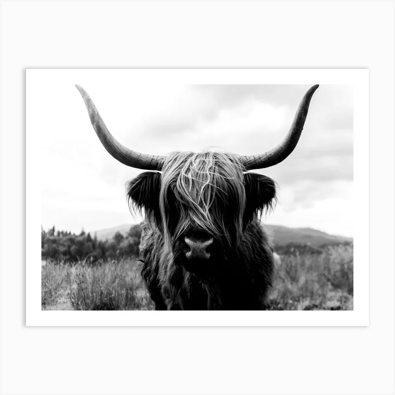 Image of Scottish Highland Cattle 2 Black And White Art Print