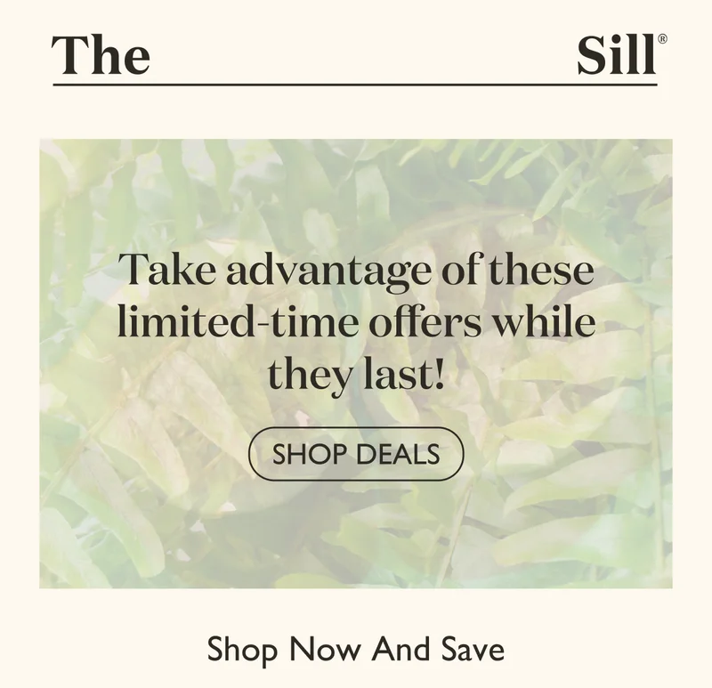 Shop Current Deals
