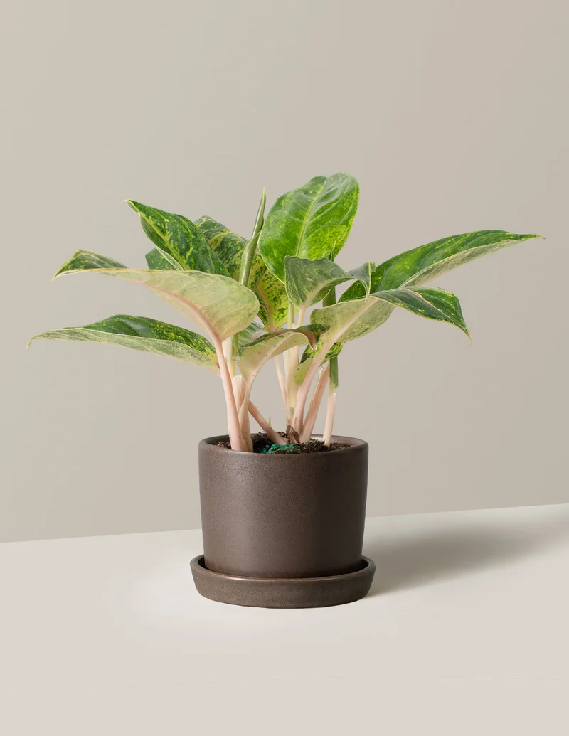 Image of Aglaonema Green Papaya