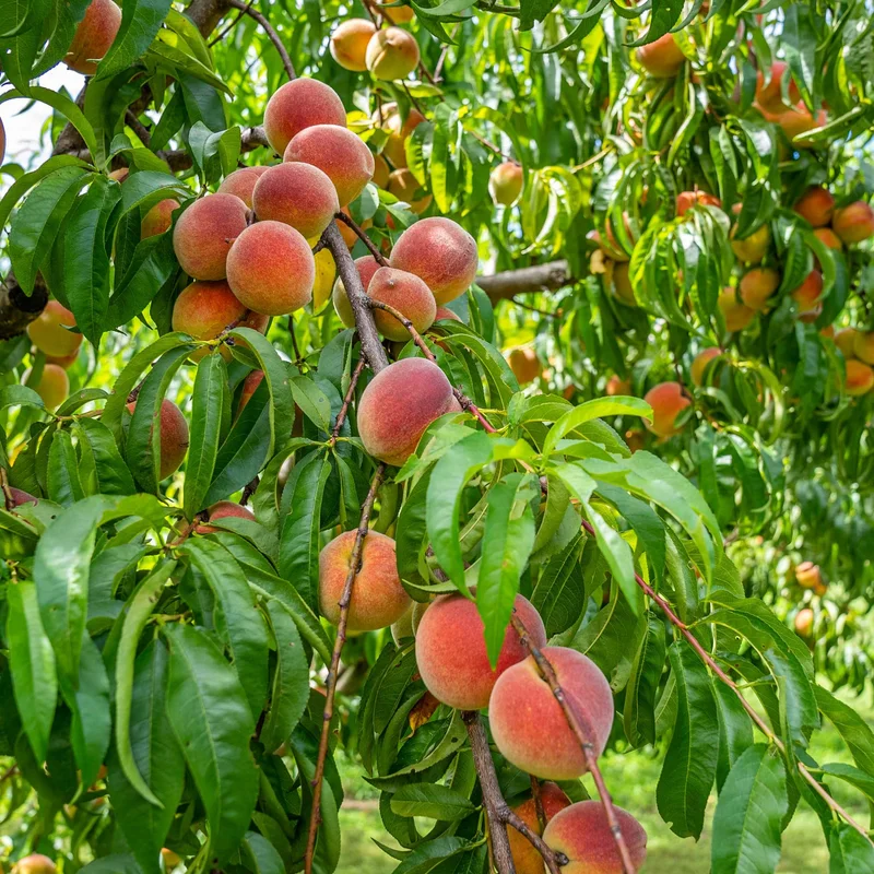 Image of Contender Peach