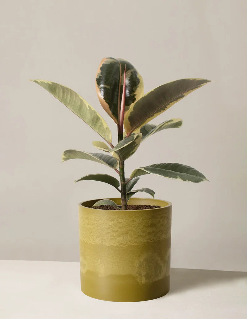 Image of Ficus Tineke