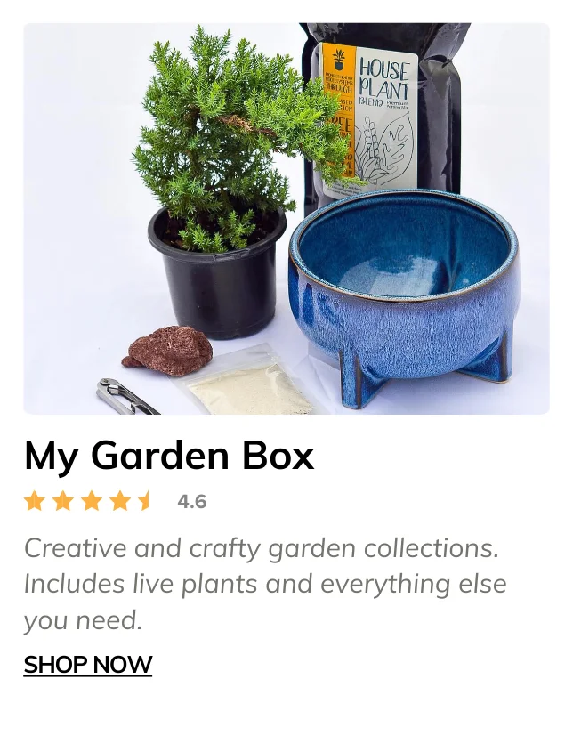 My Garden Box