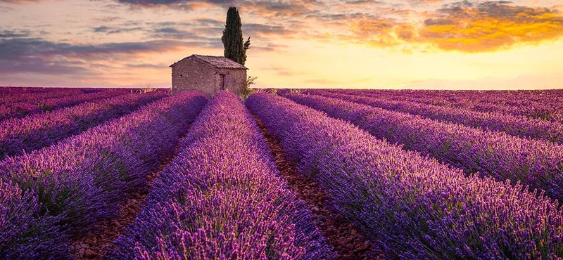 LAVANDER FIELDS FOREVER