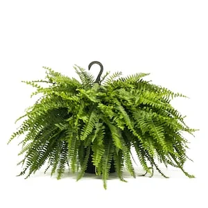 20% Off Select Boston Fern Hanging Baskets