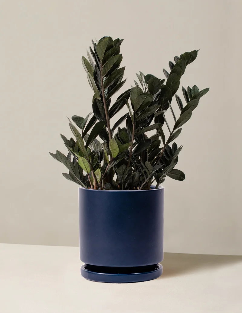 Shop Black ZZ Plant