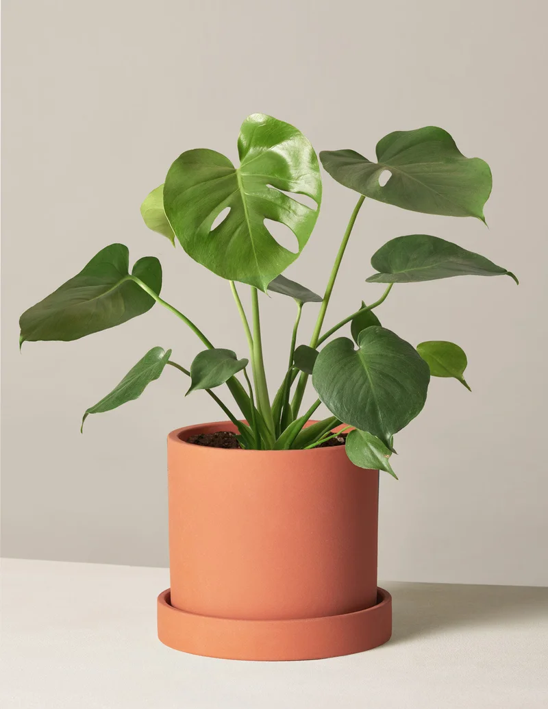 Shop Monstera Deliciosa