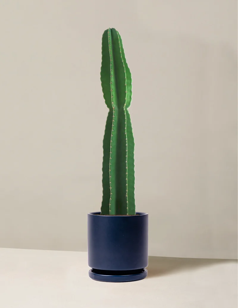Shop Peruvian Apple Cactus