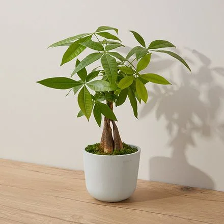 On The Money Plant