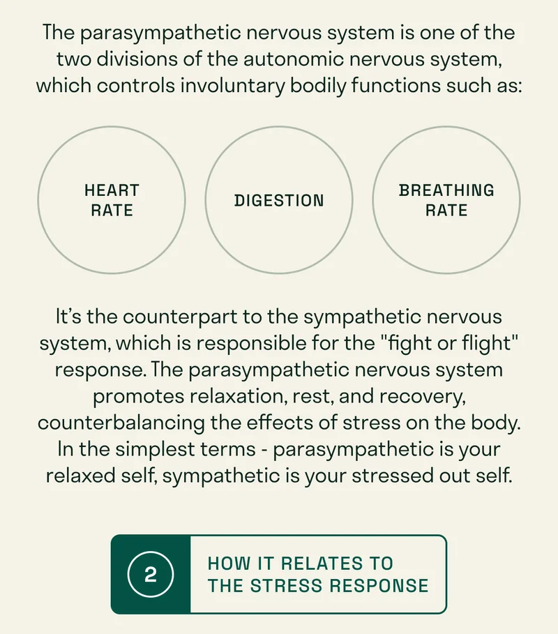 It’s the counterpart to the sympathetic nervous system, which is responsible for the "fight or flight" response. The parasympathetic nervous system promotes relaxation, rest, and recovery, counterbalancing the effects of stress on the body. In the simplest terms - parasympathetic is your relaxed self, sympathetic is your stressed out self.
