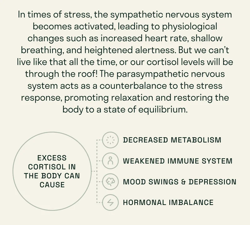 In times of stress, the sympathetic nervous system becomes activated, leading to physiological changes such as increased heart rate, shallow breathing, and heightened alertness. But we can’t live like that all the time, or our cortisol levels will be through the roof! The parasympathetic nervous system acts as a counterbalance to the stress response, promoting relaxation and restoring the body to a state of equilibrium.