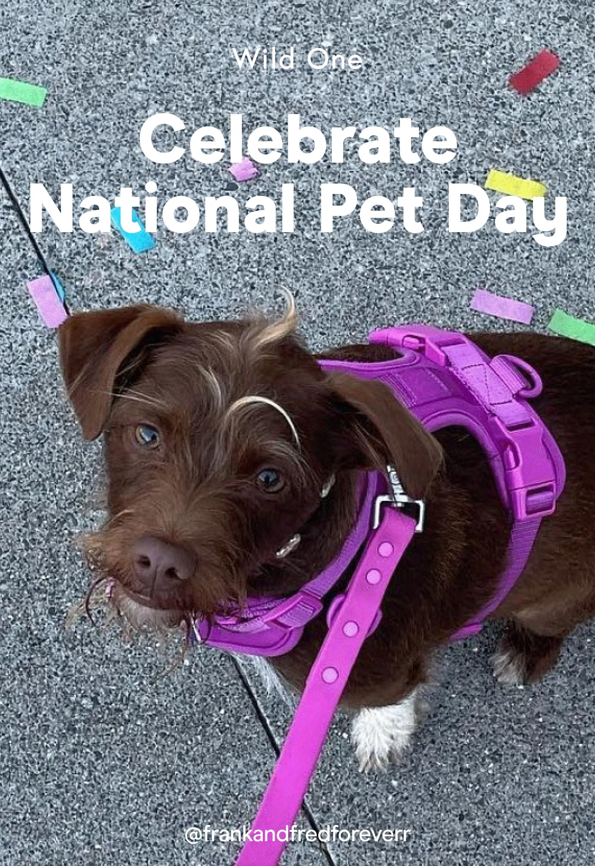 Celebrate National Pet Day