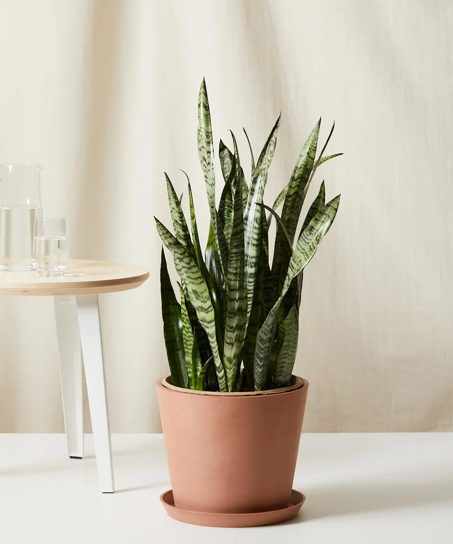 Image of Sansevieria