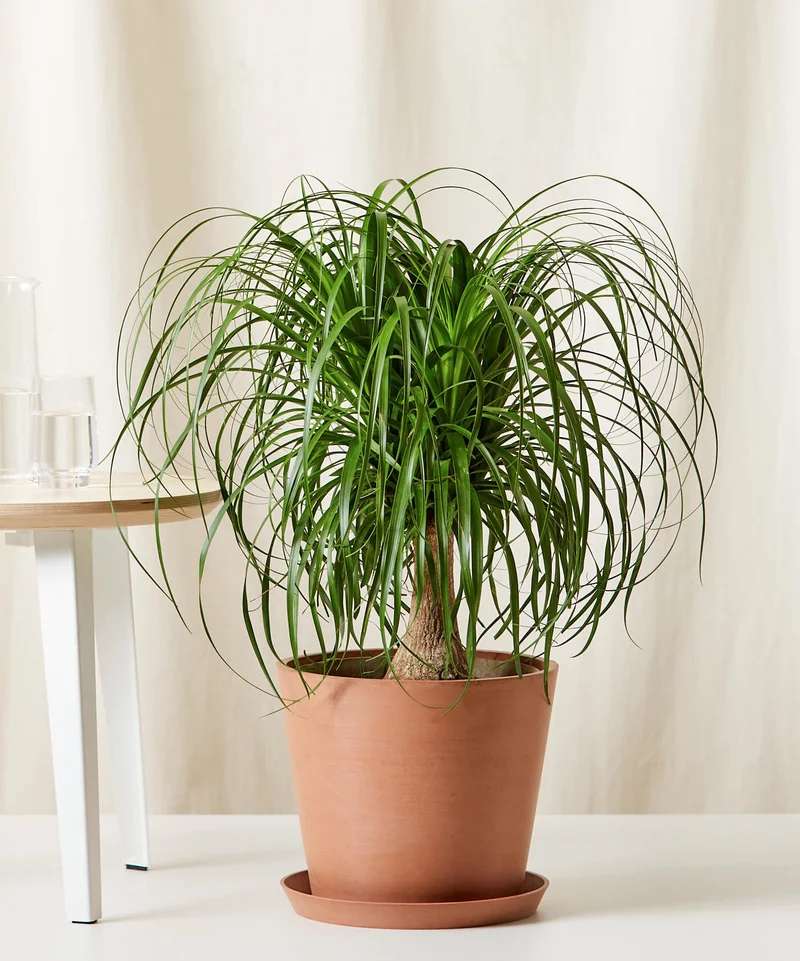 Image of Ponytail Palm Tree