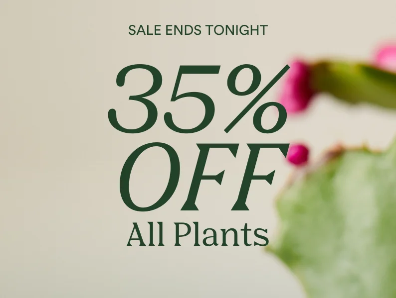 35% off all plants!
