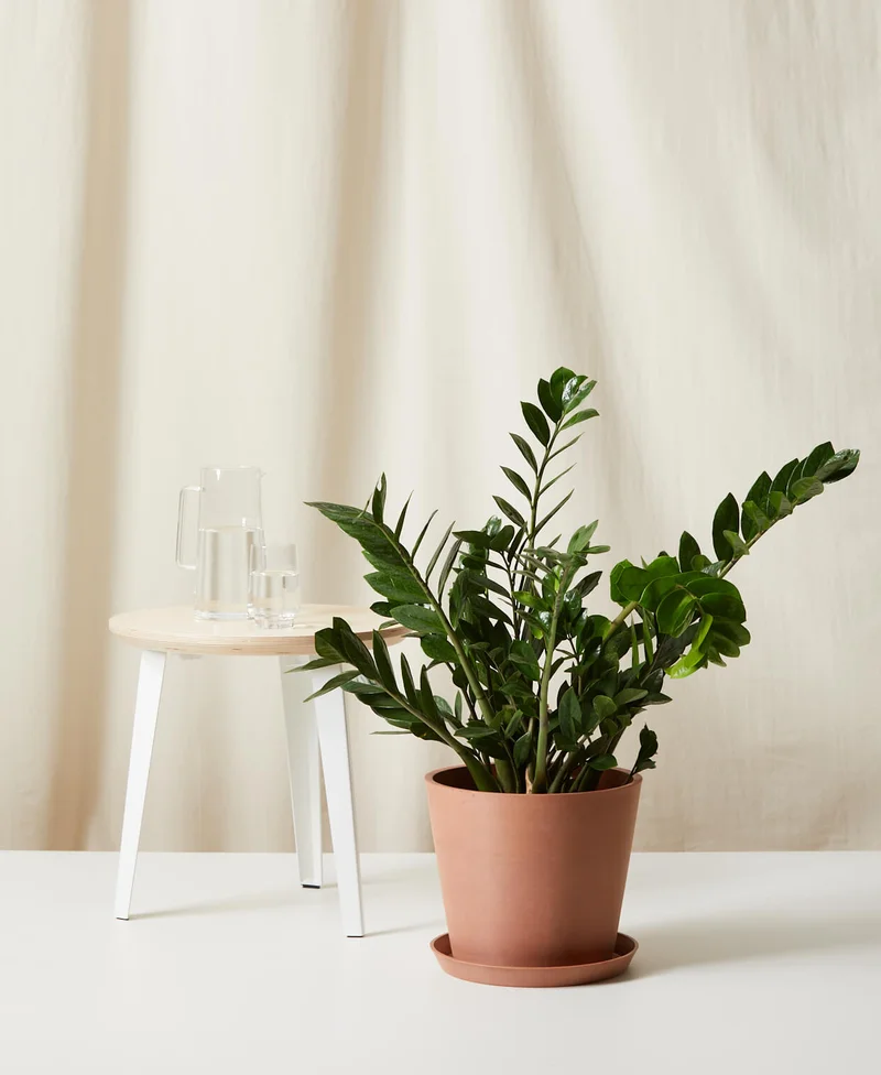 Image of ZZ Plant