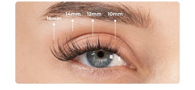 Close-up of eye with false lash clusters showing measurement markers at 16mm, 14mm, 12mm, and 10mm positions across the lash line