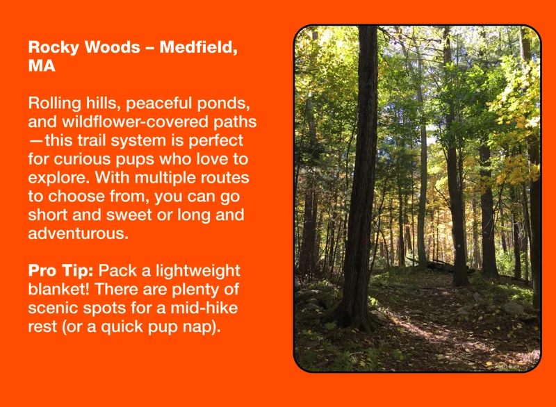 Rocky Woods – Medfield, MA