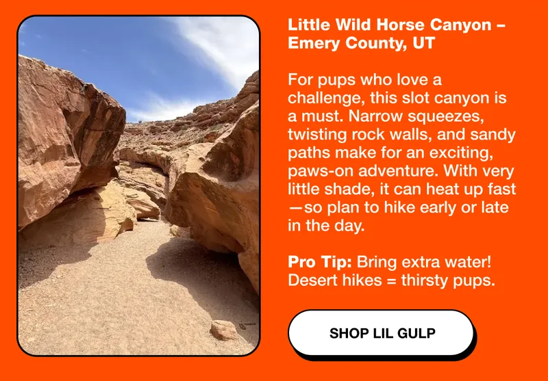 Shop Lil Gulp