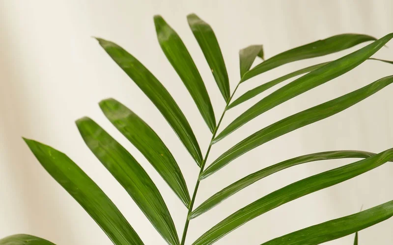 The Money Tree Braid is one of the most popular symbols of luck in the plant community, thought to inspire positive energy and prosperity