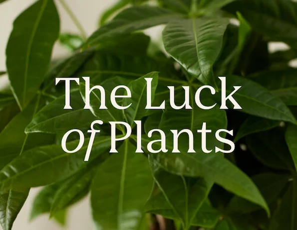 The Luck of Plants