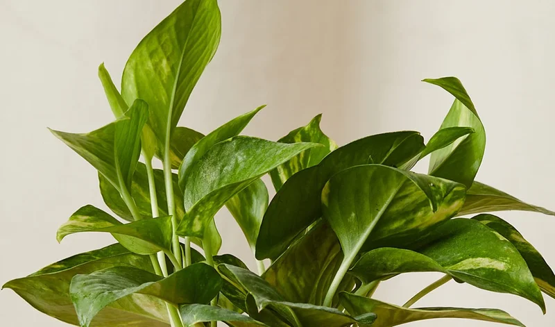 The Golden Pothos