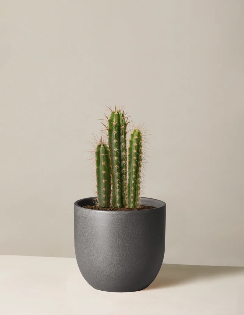 Image of Column Cactus