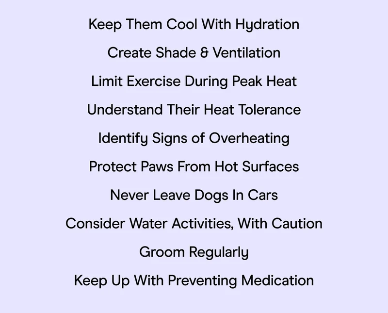 Keep Them Cool With Hydration Create Shade & Ventilation Limit Exercise During Peak Heat Understand Their Heat Tolerance Identify Signs of Overheating Protect Paws From Hot Surfaces Never Leave Dogs In Cars Consider Water Activities, With Caution Groom Regularly Keep Up With Preventing Medication