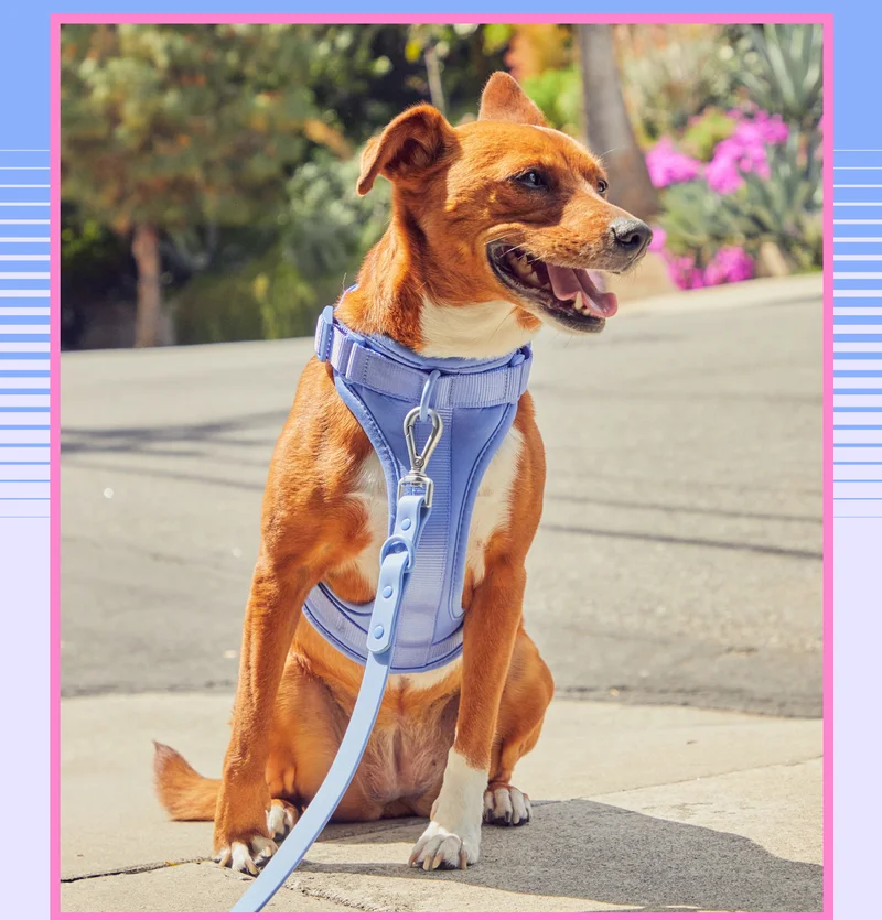 Dog with moonstone harness and leash