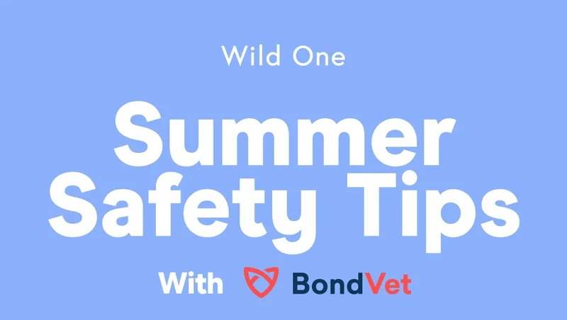 Summer Safety Tips With BondVet