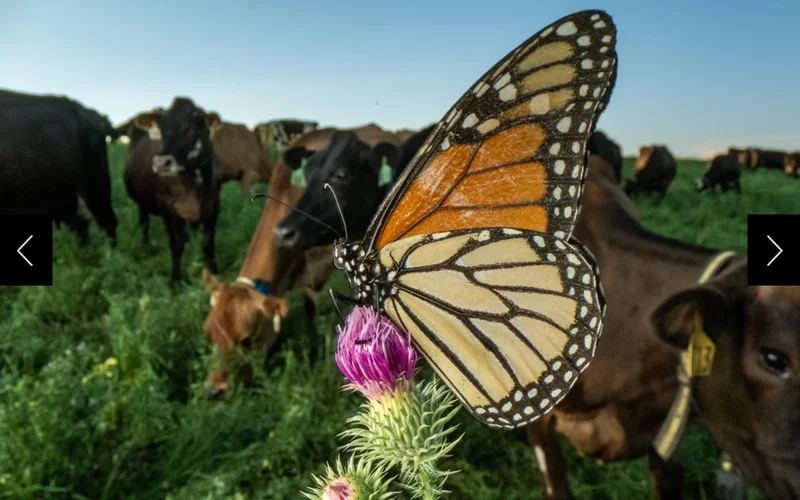 This butterfly, perching on thistle, was captured and released to help students from the University of Wisconsin at Madison learn to tell monarchs apart from other butterfly species to avoid mistakes during monitoring.