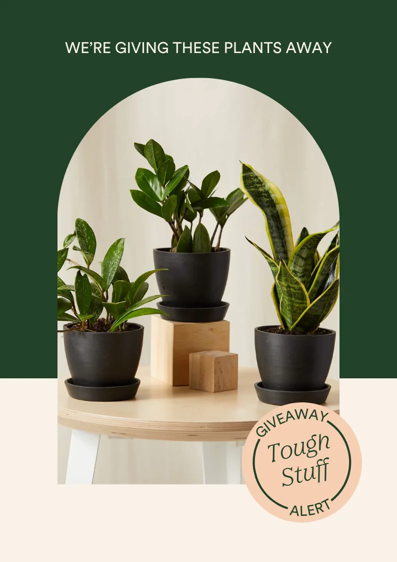 enter to win the tough stuff collection!