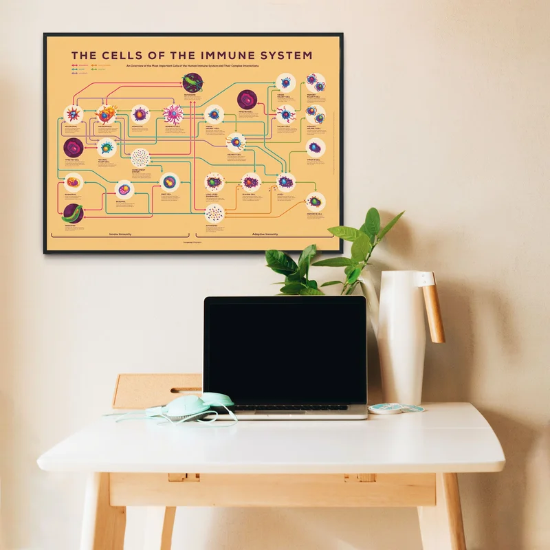 Immune Infographic Poster