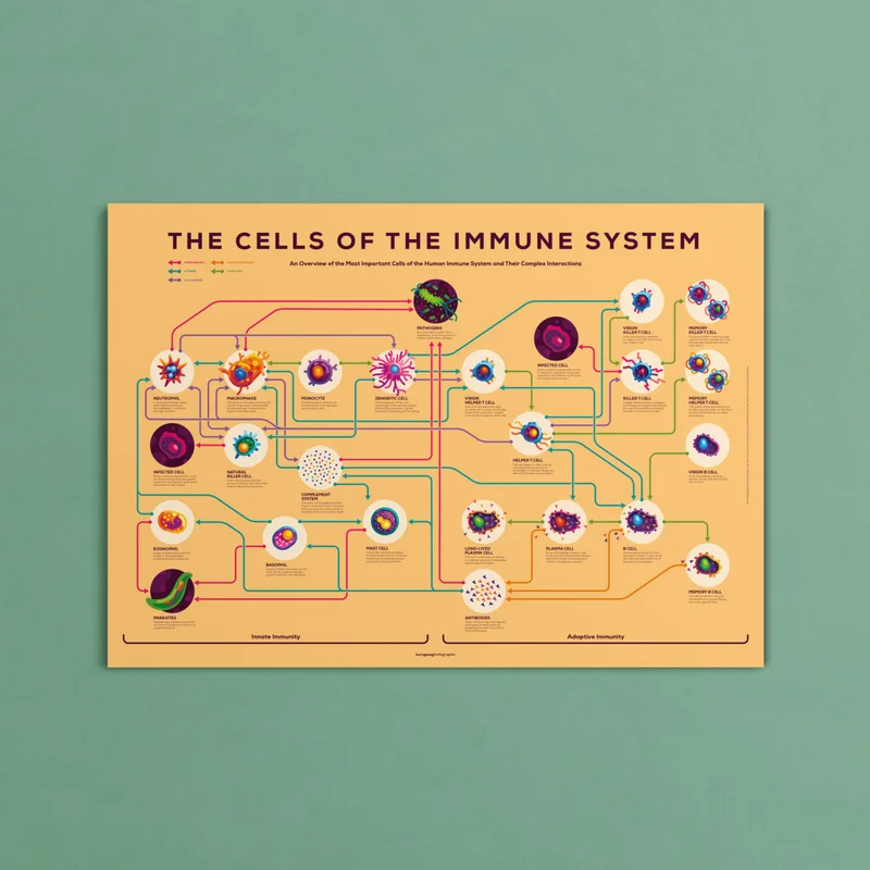 Immune Infographic Poster