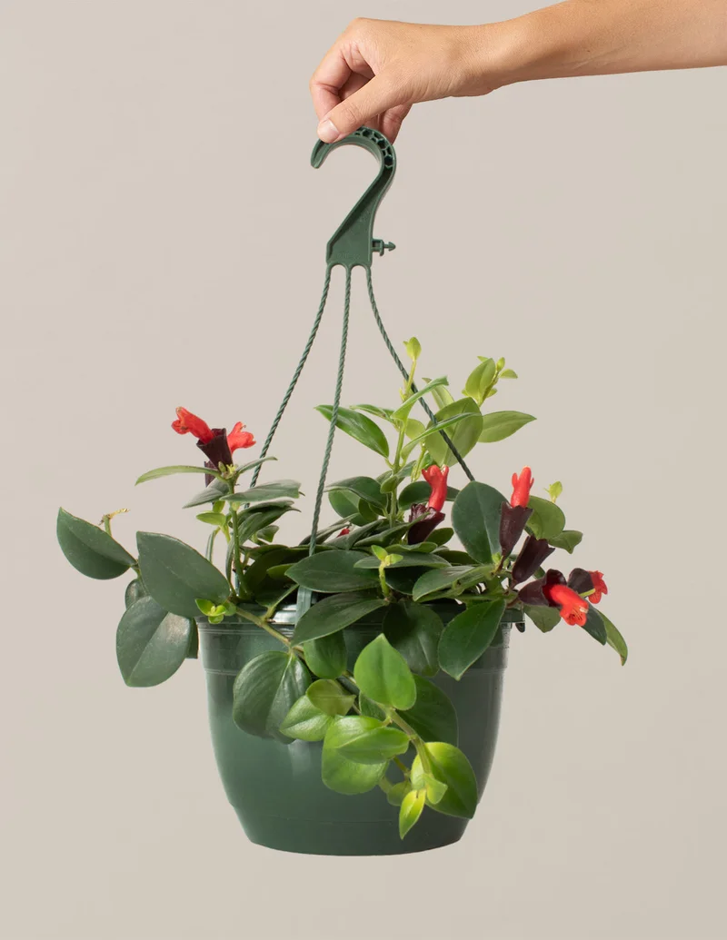 Image of Lipstick Plant