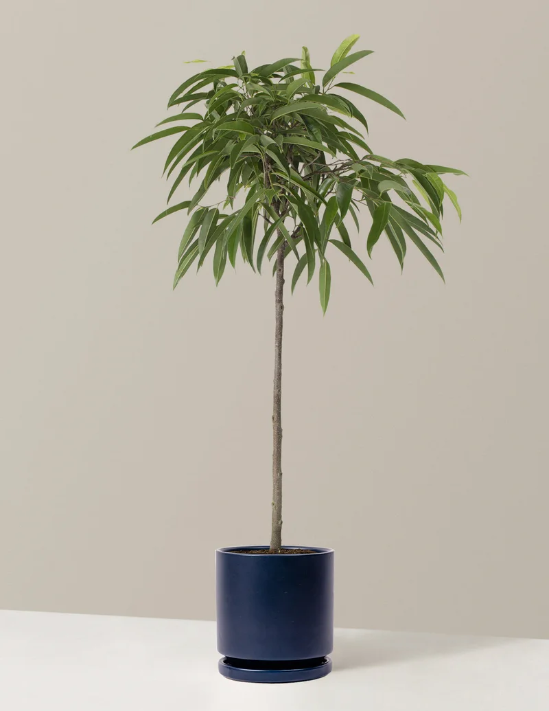 Image of Large Ficus Alii