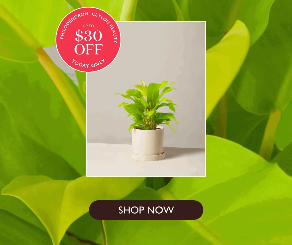 Last Chance: $30 off Philodendron Ceylon Beauty
