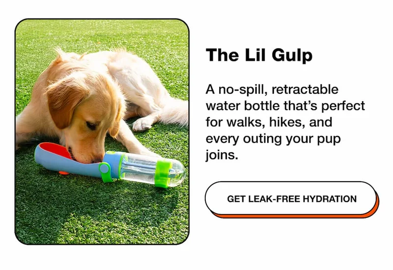 The Lil Gulp