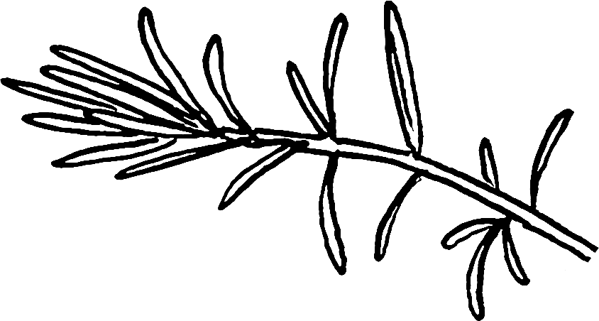 A line drawing of a sprig of rosemary.
